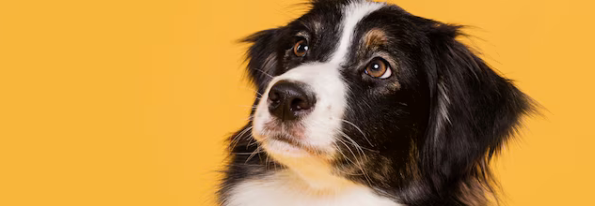 Limited-Time Pet Sale — 50% OFF