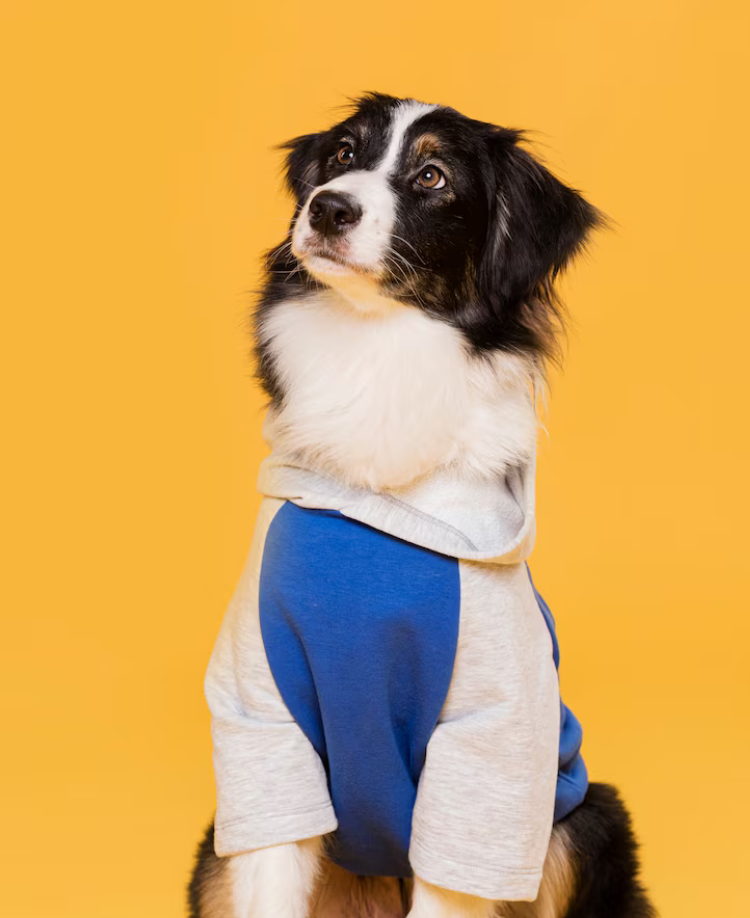 Limited-Time Pet Sale — 50% OFF