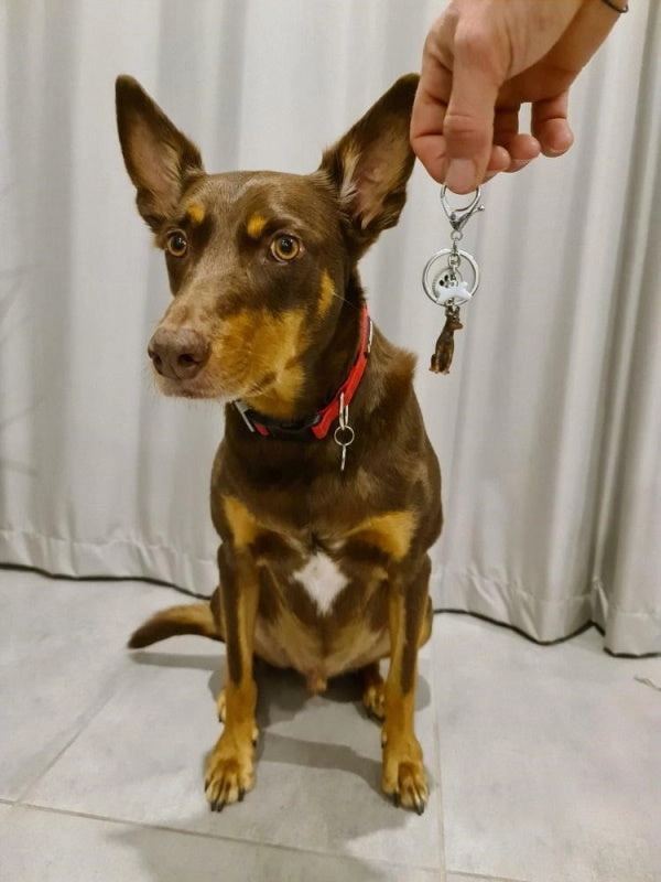 3D Kelpie Key Ring