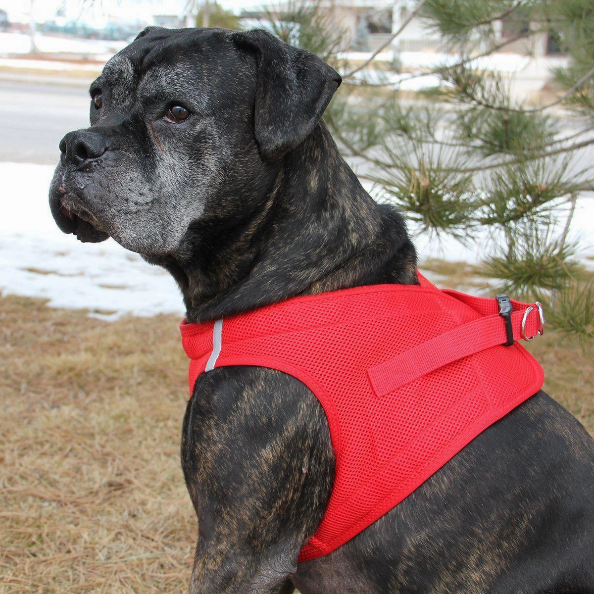 American River Dog Harness Red