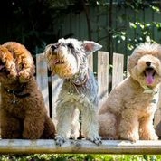 Animal Collection