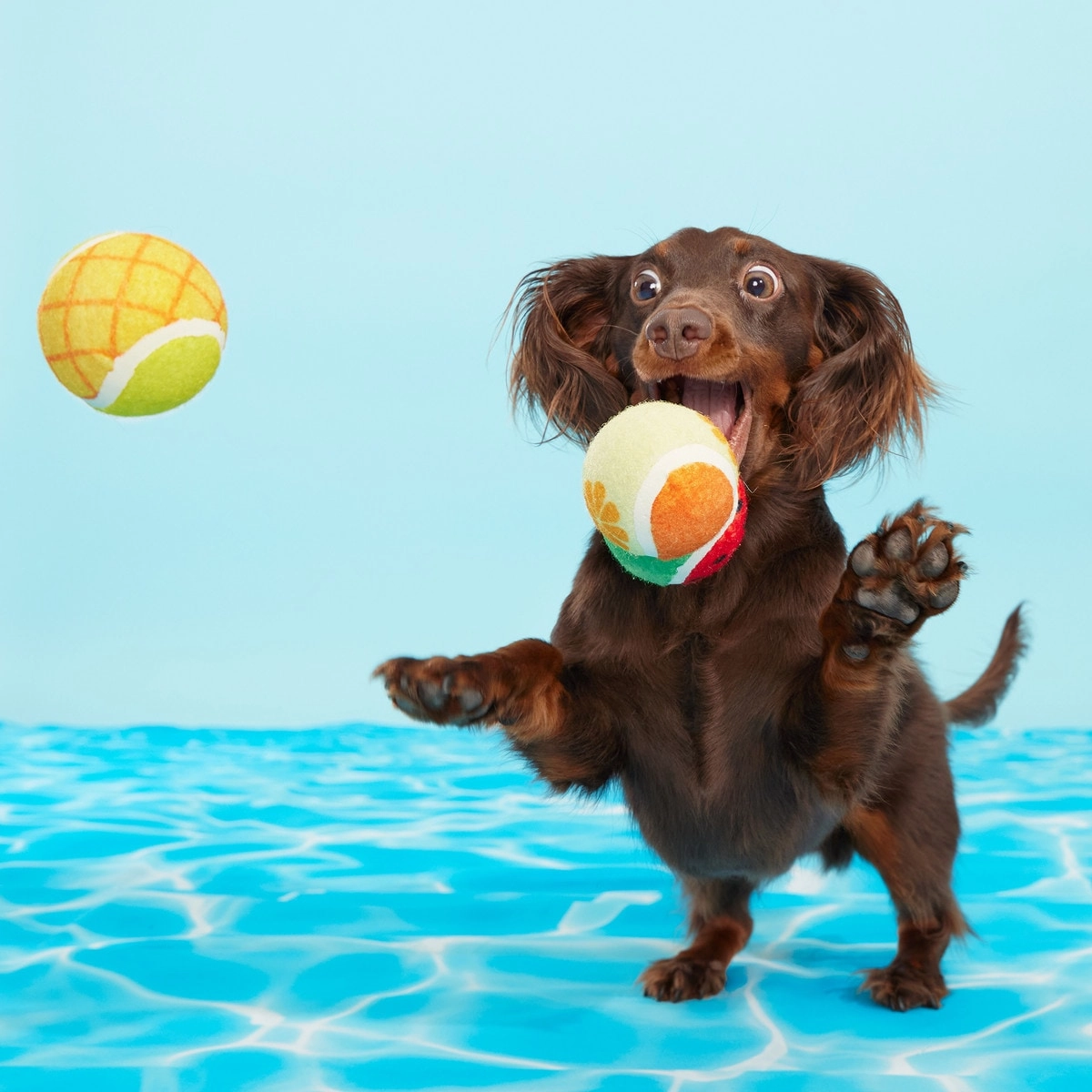 BARK Fetch Fruit Dog Fetch Toys (3 Pack)