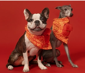 Barkshop - Lucky Puppy Pocket Money
