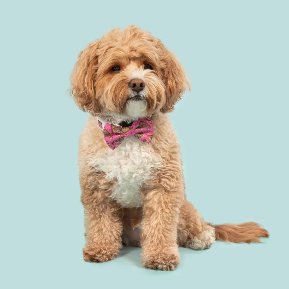 Big & Little Dogs Pink Fairy Bread Collar & Bow Tie