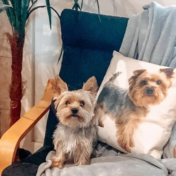 Blue & Gold Yorkshire Terrier Throw Cushion