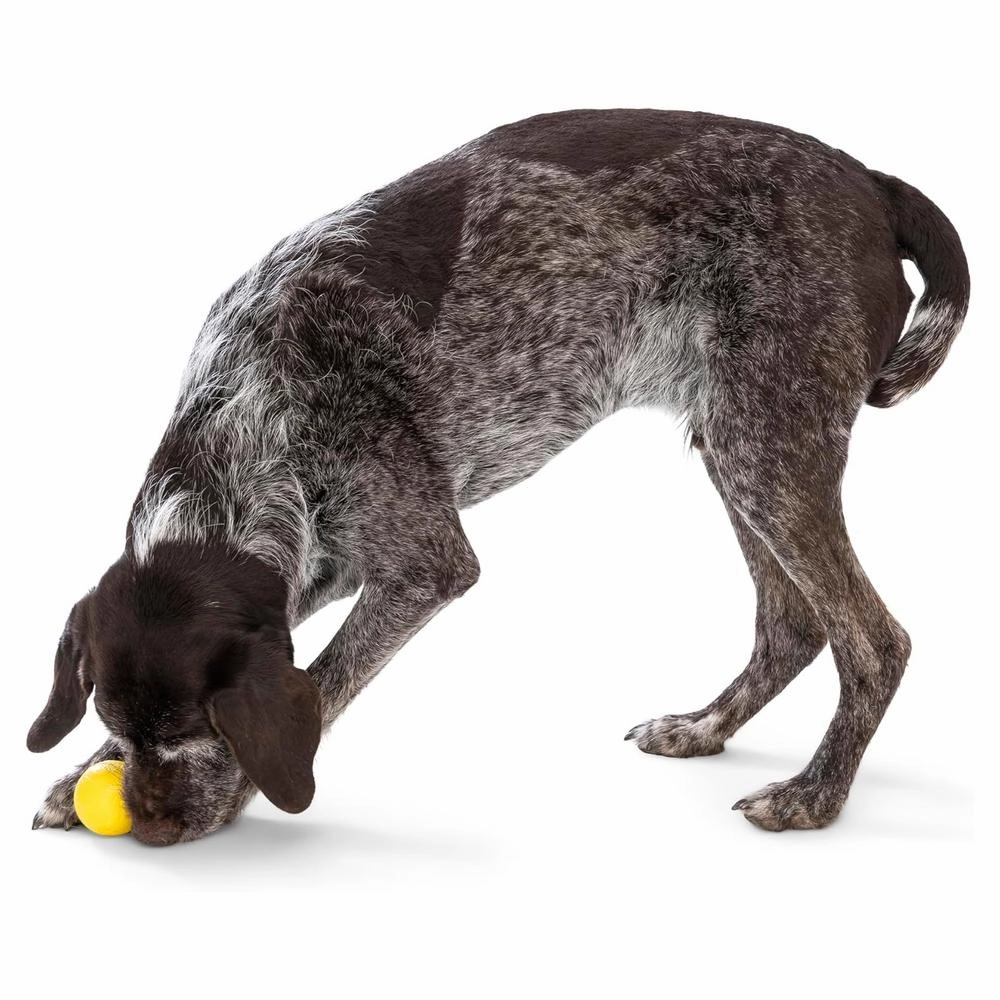 Boundr Dog Ball Toy