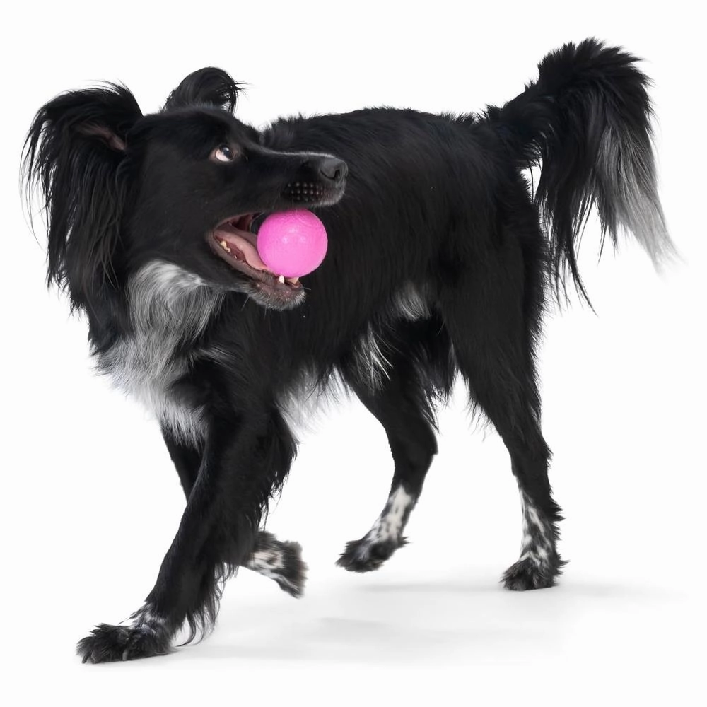 Boundr Dog Ball Toy