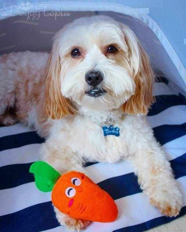 Carrot Squeaker Dog Toy