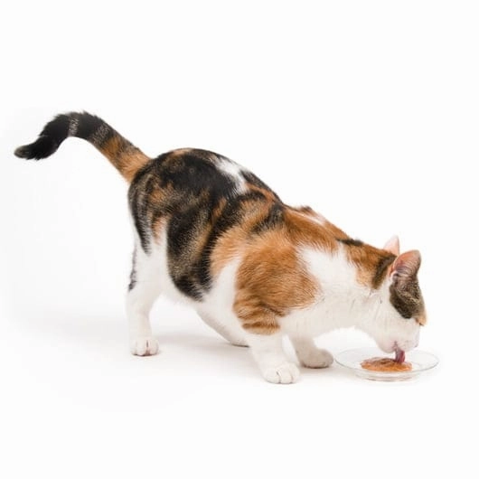 Catit Creamy Lickable Salmon Recipe Cat Treat