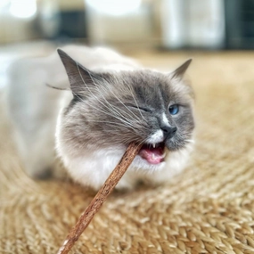 Catnip Stalks