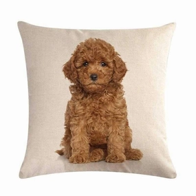 Cavoodle Throw Cushion