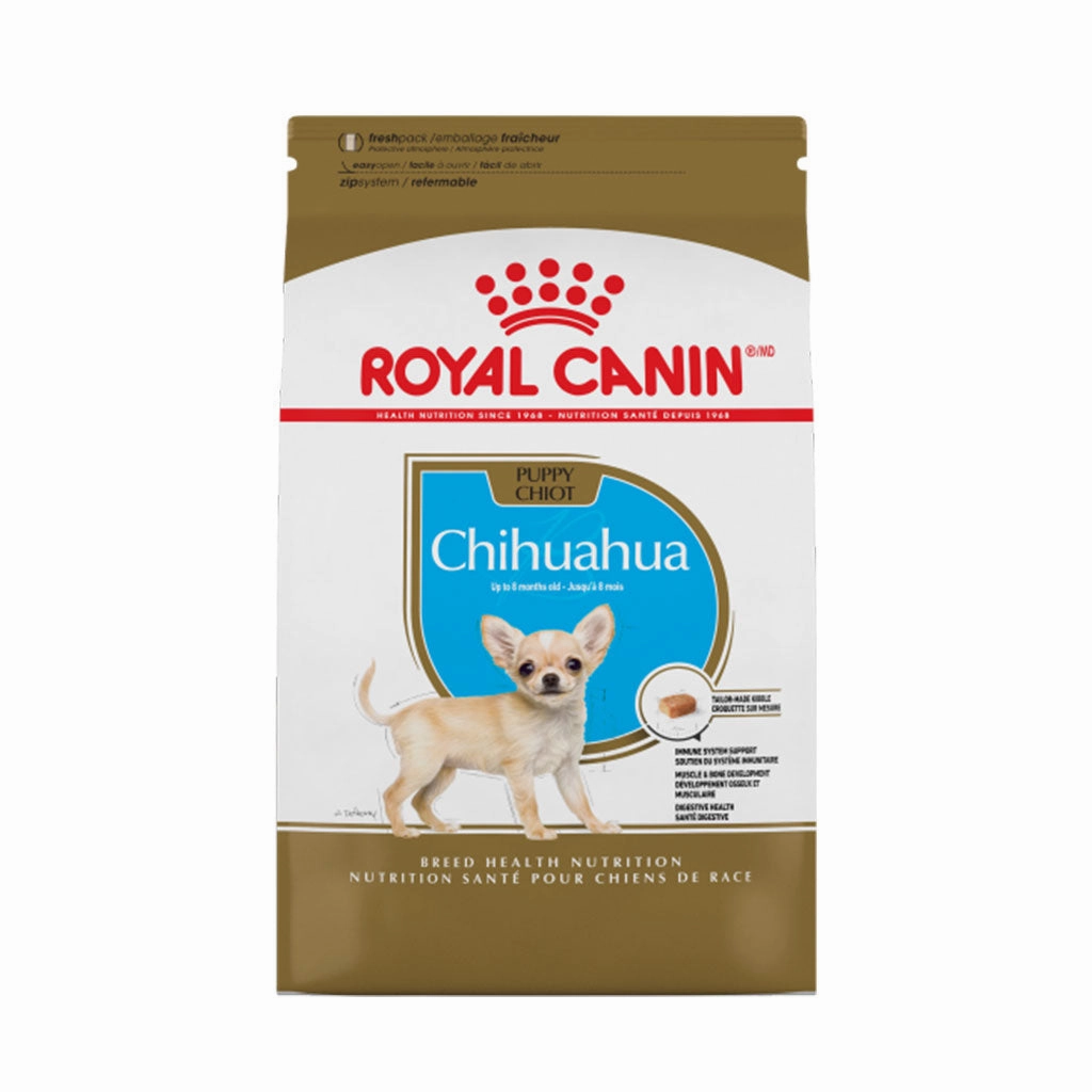 Chihuahua Puppy