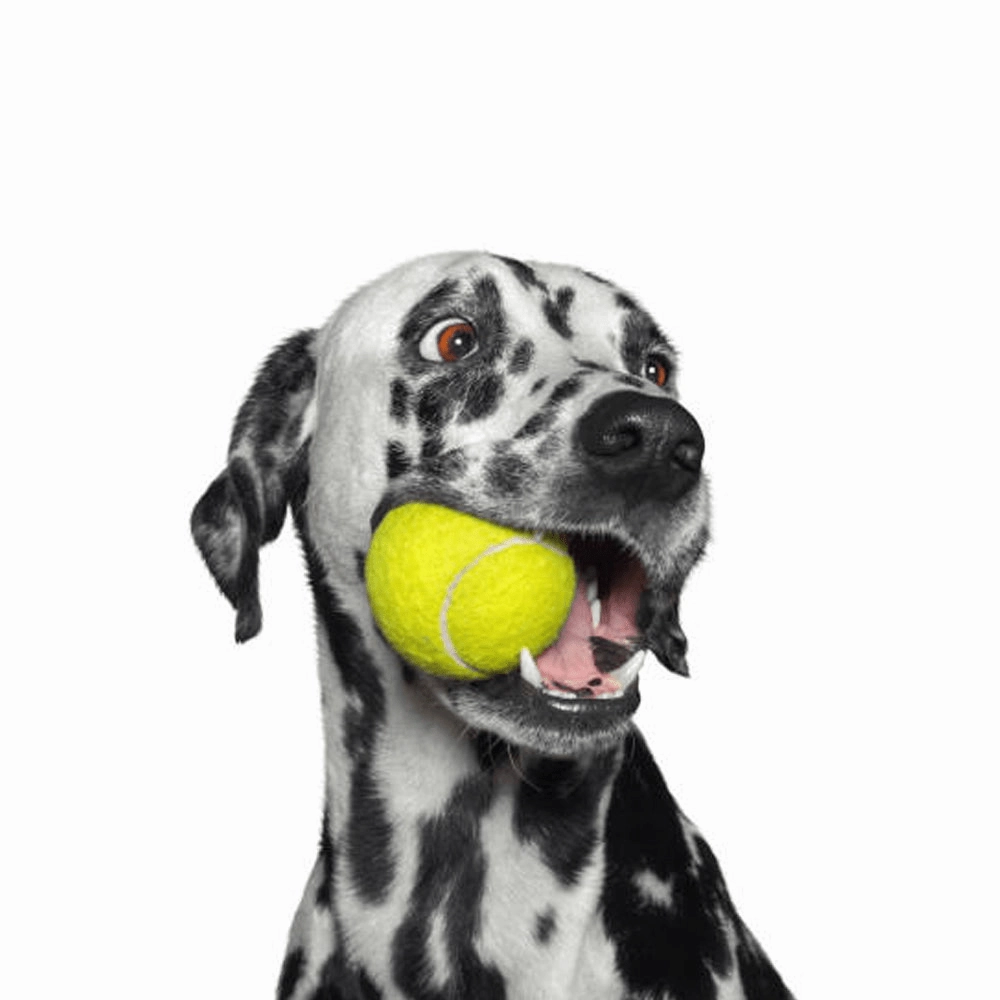 Chip Chops Chicken Tenders Dog Treats, Pet Vogue Blue Sandal Shaped Plush Toy & Goofy Tails Green Sport Tennis Ball Toy Combo for Dogs