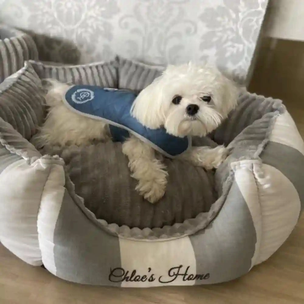 Chloe's Home Sienna Jacket for Dogs (Blue)