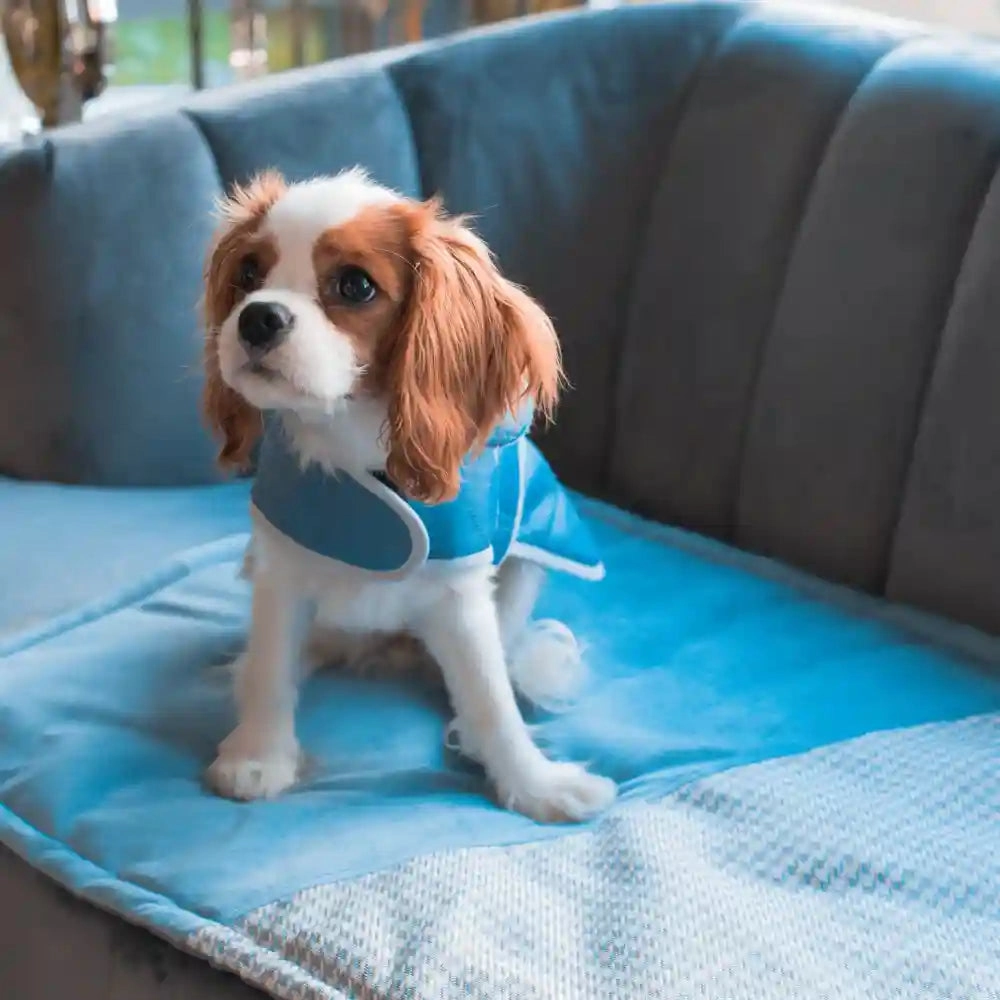 Chloe's Home Sienna Jacket for Dogs (Blue)