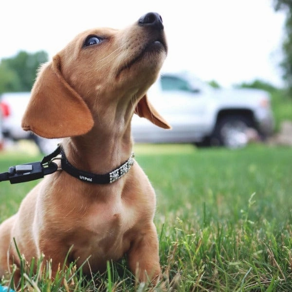 Coastal Jewelled Dog Collar