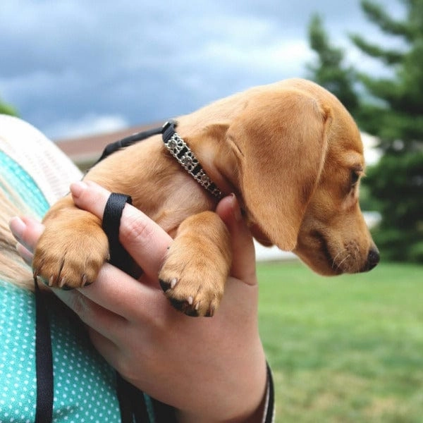 Coastal Jewelled Dog Collar