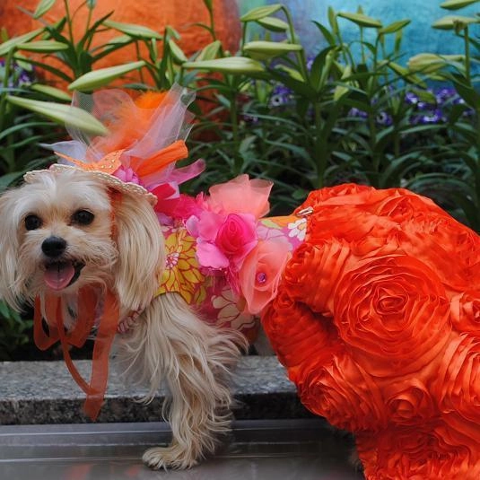 Countryside Glamour Flowers Dog Dress