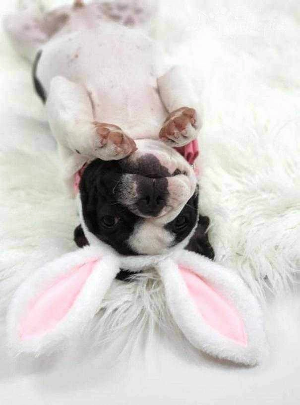 Dog Bunny Ears