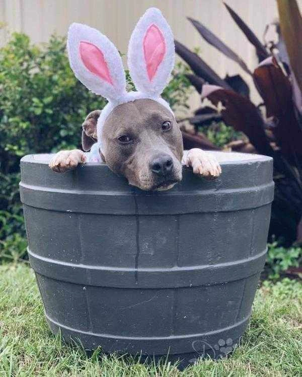 Dog Bunny Ears