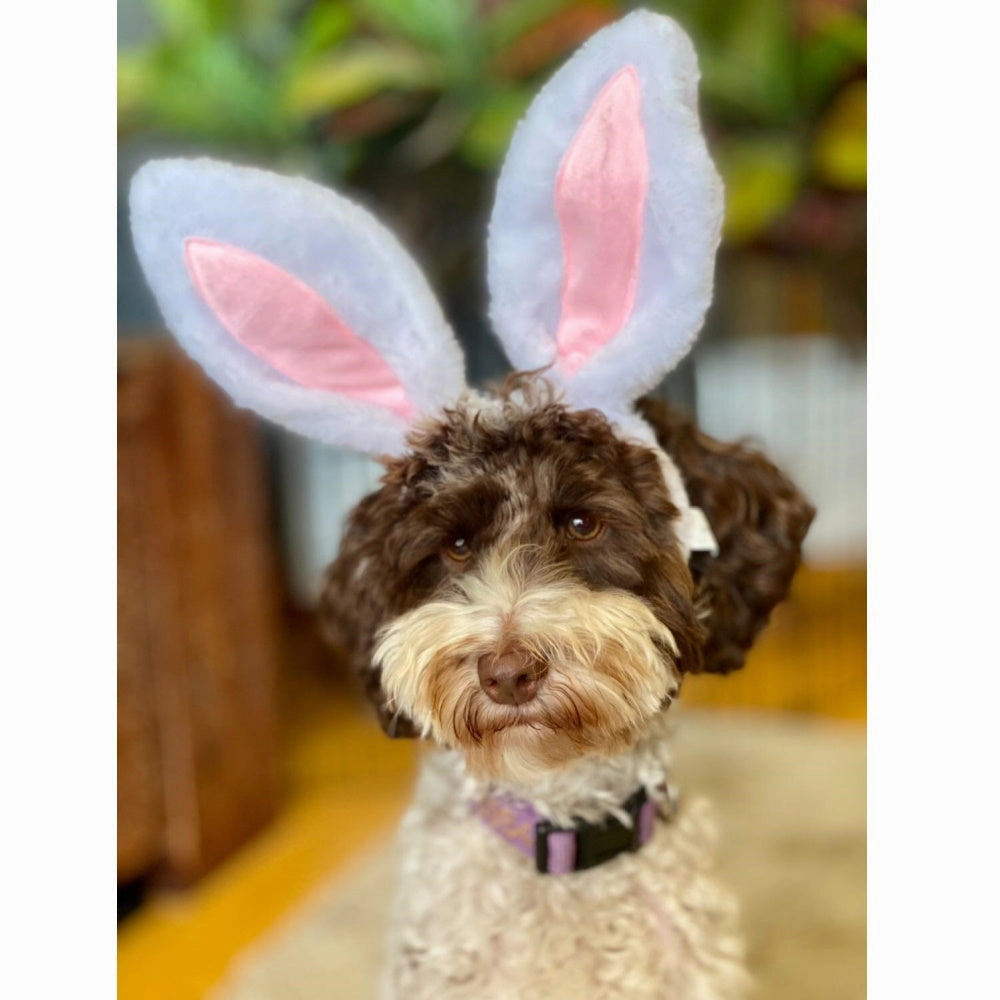 Dog Bunny Ears