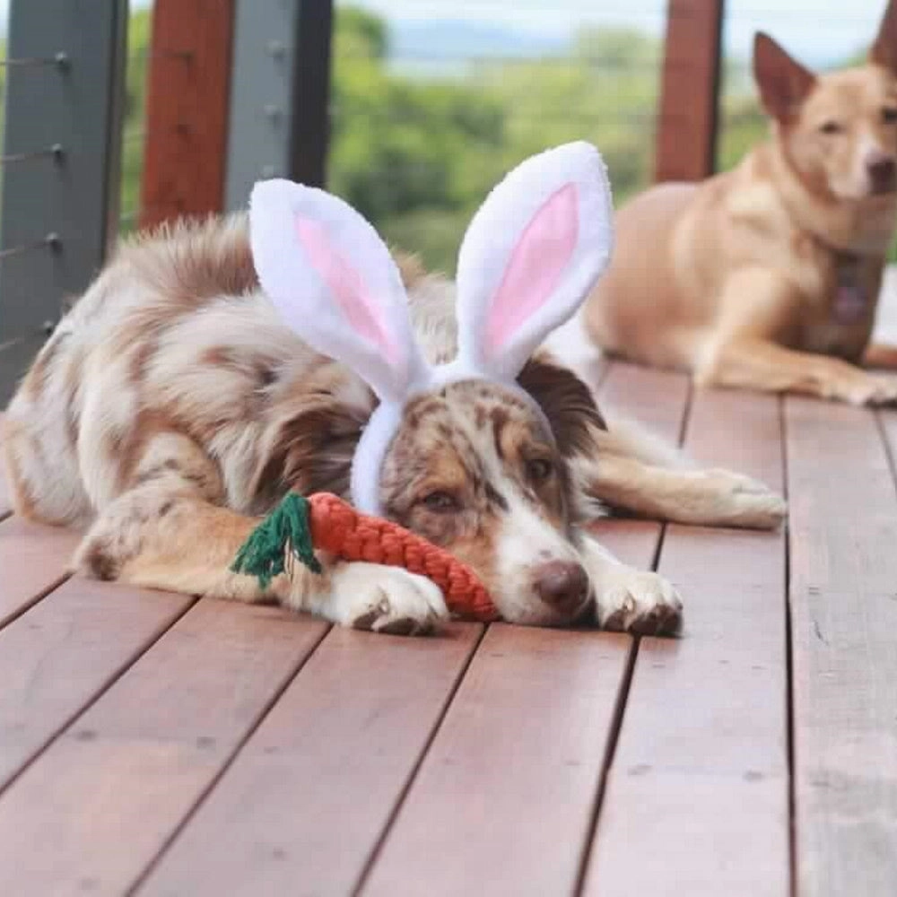Dog Bunny Ears