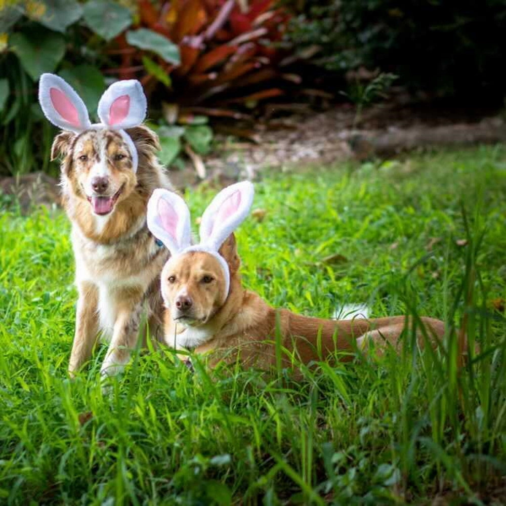 Dog Bunny Ears
