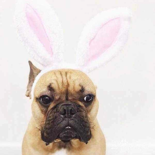 Dog Bunny Ears