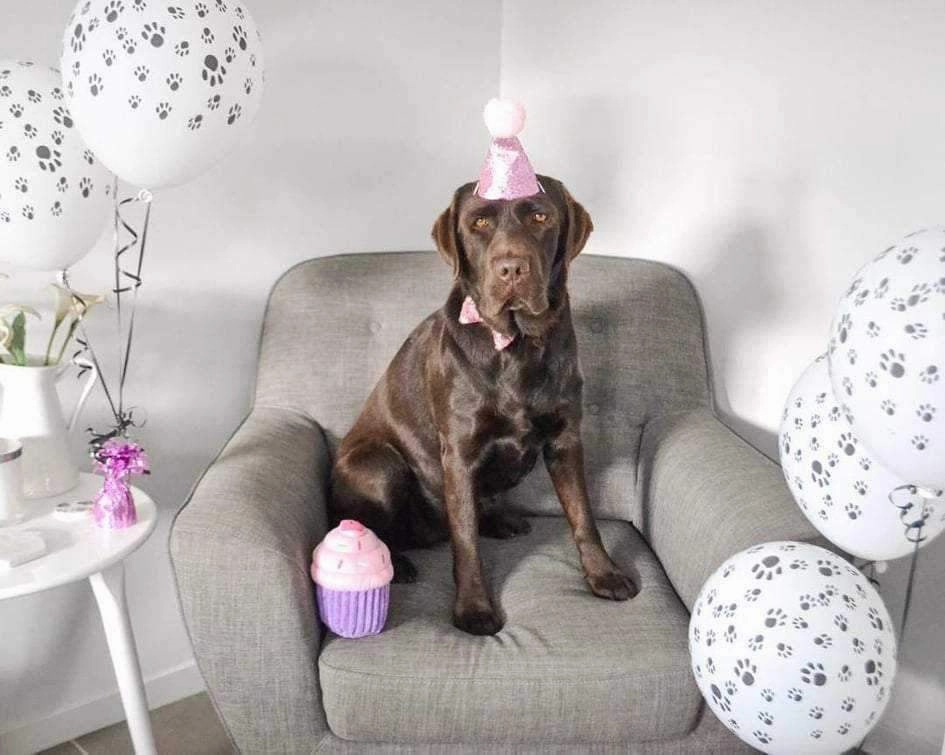Dog Party Hat & Bow Tie Collar - Custom Age