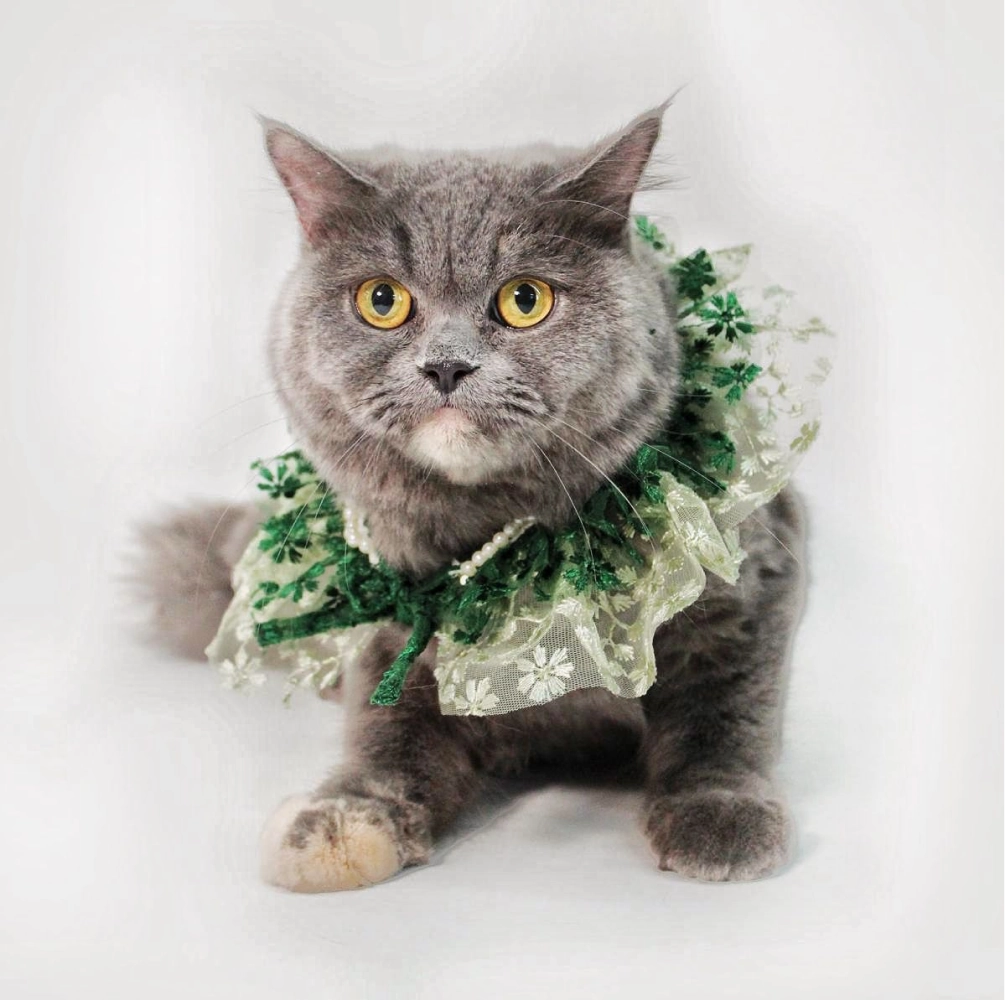 Dogobow Layered Neck Tutu for Dogs and Cats (Green) (Get a Bow Free)