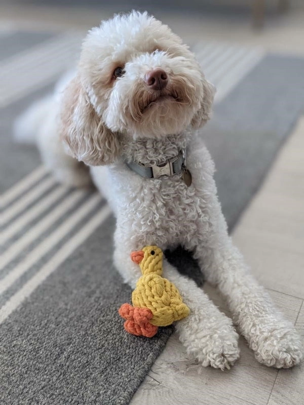Duck Rope Dog Toy