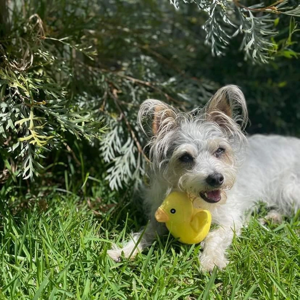 Ducky Plush Squeaker Dog Toy