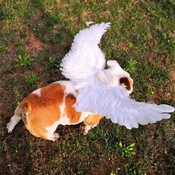Feather Angel Wings Costume