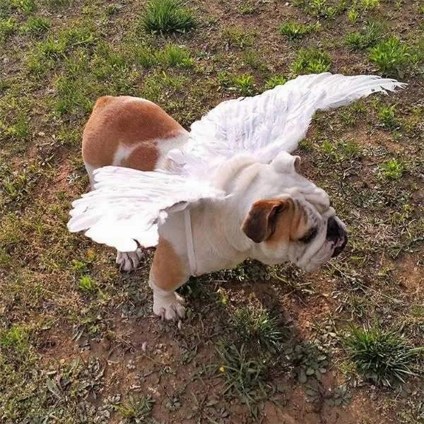 Feather Angel Wings Costume