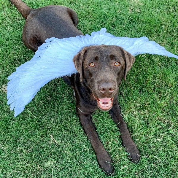 Feather Angel Wings Costume