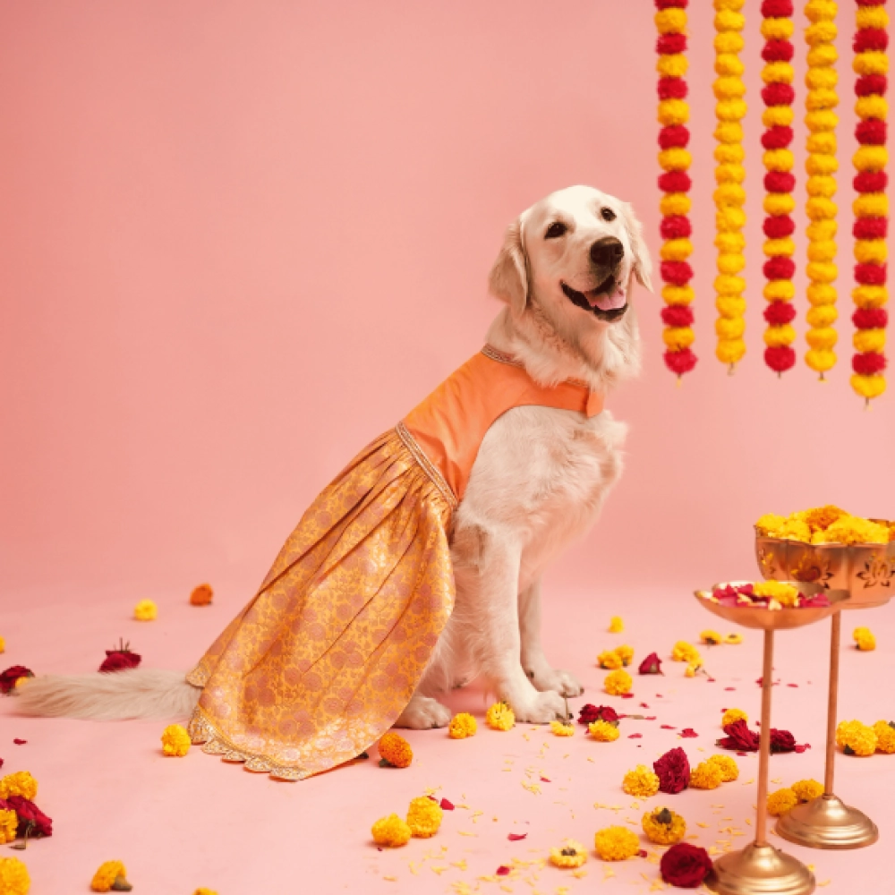 Floof & Co Banarasi Lehenga for Dogs (Pink/Yellow)