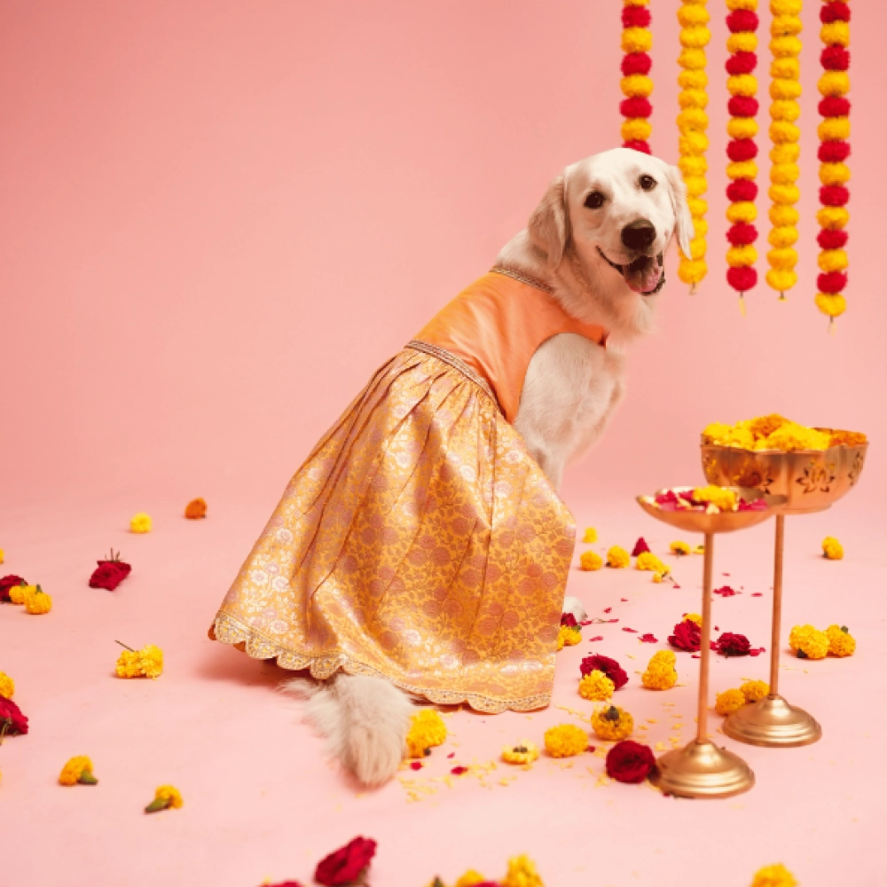 Floof & Co Banarasi Lehenga for Dogs (Pink/Yellow)