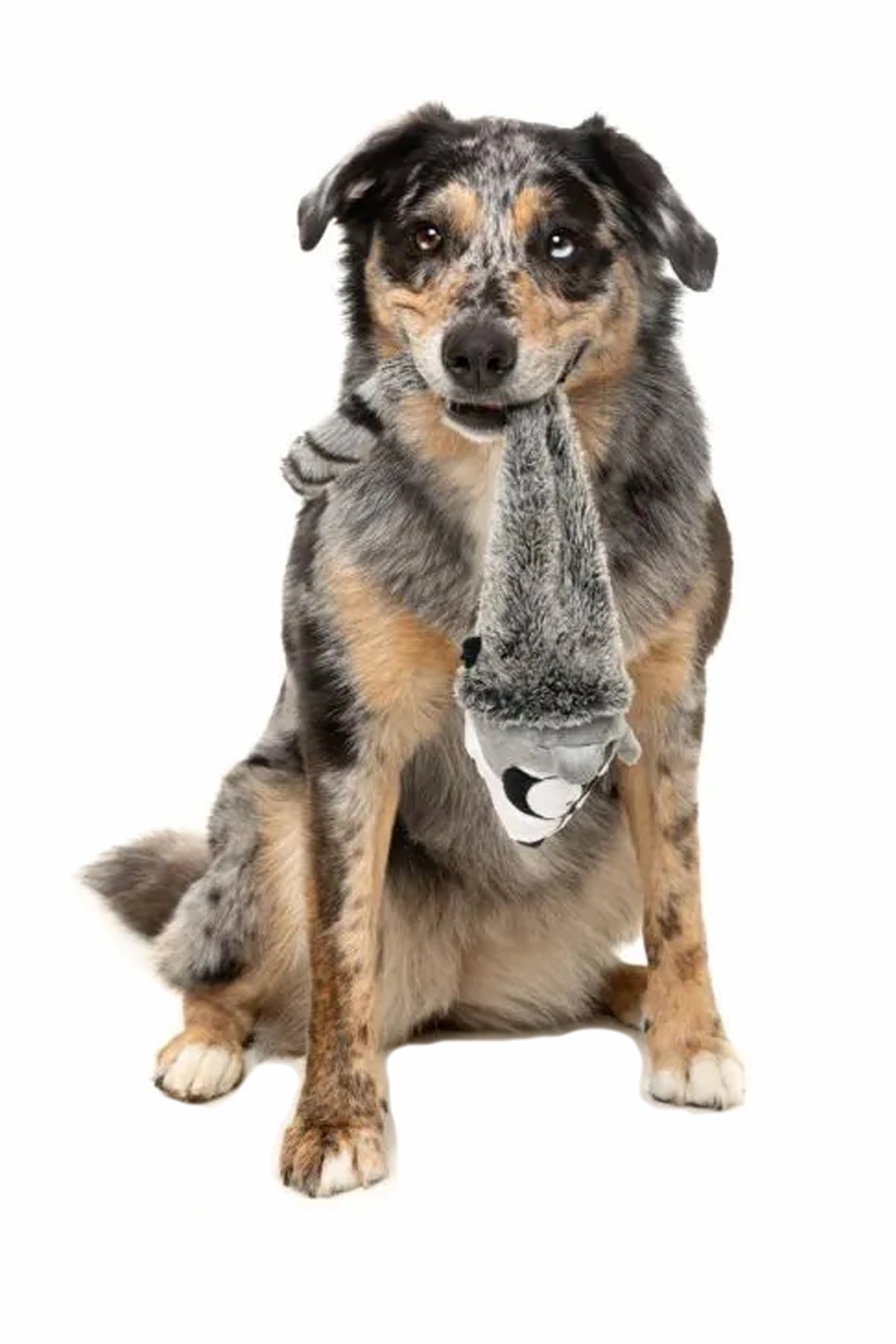 FuzzYard Run Along Raccoon Plush Dog Toy