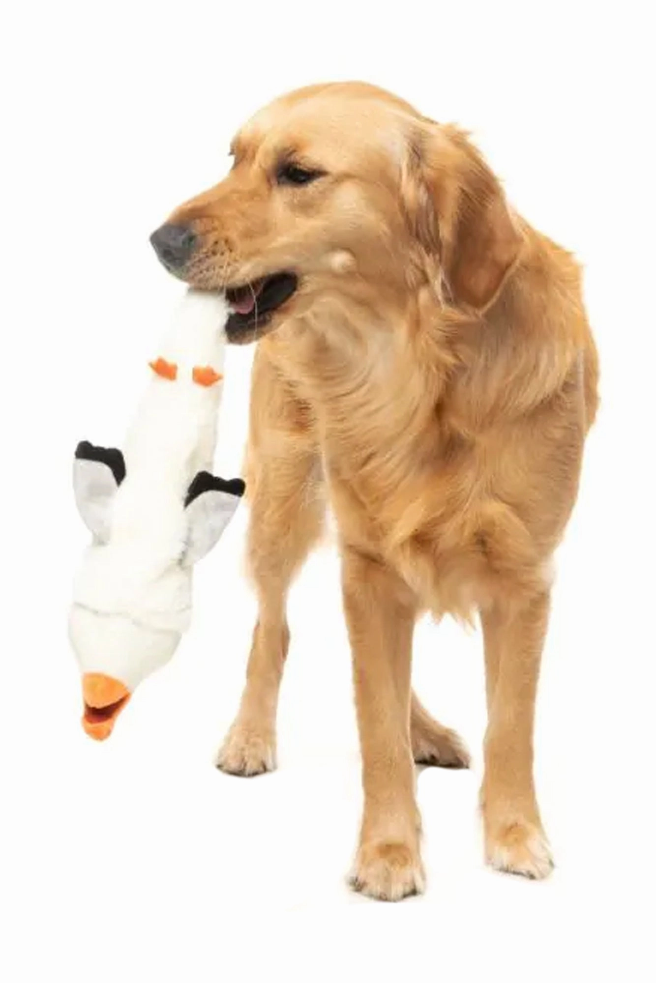 FuzzYard See-Ya-Seagull Plush Dog Toy