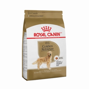 Golden Retriever Adult