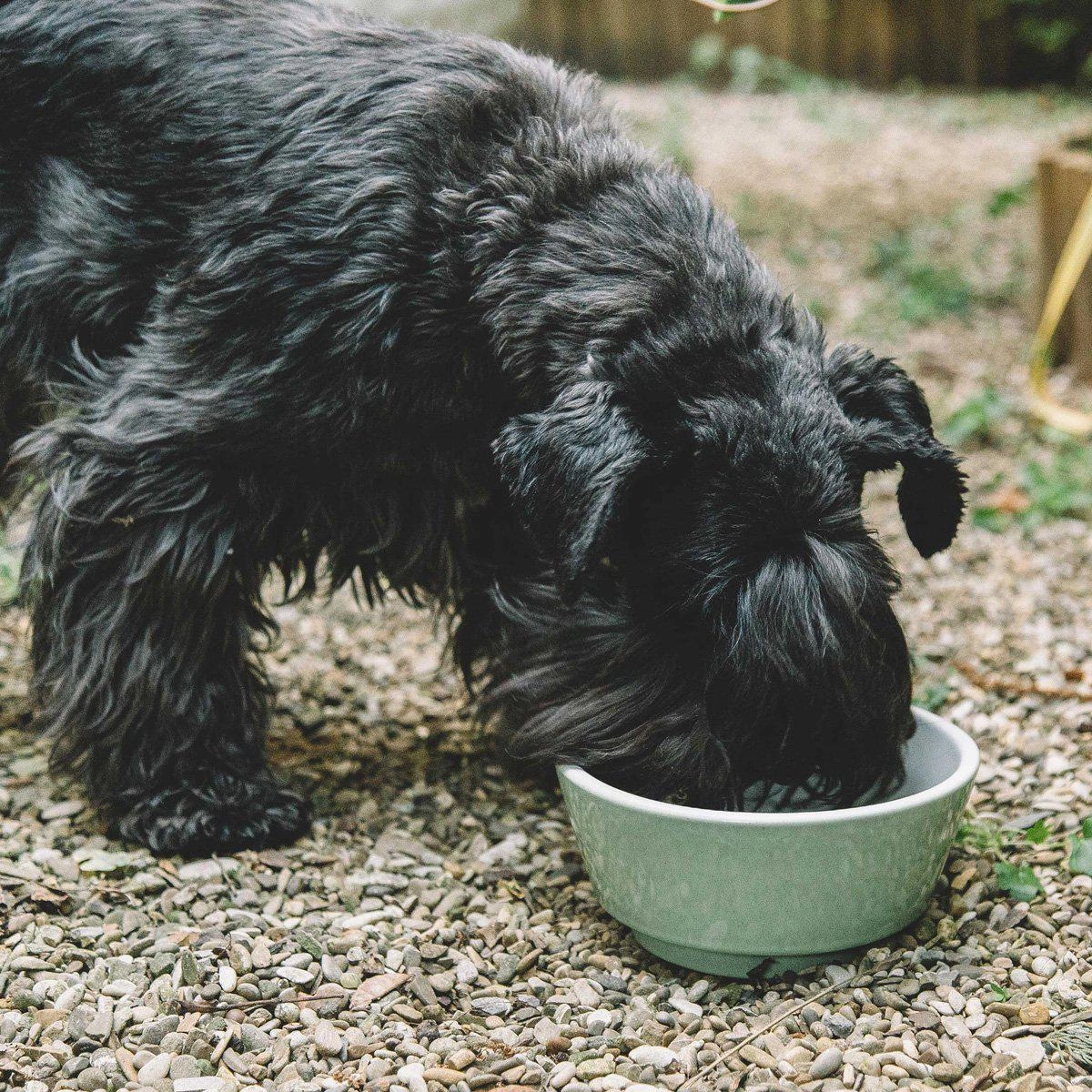 Green And Pappa Dog Food Bowl
