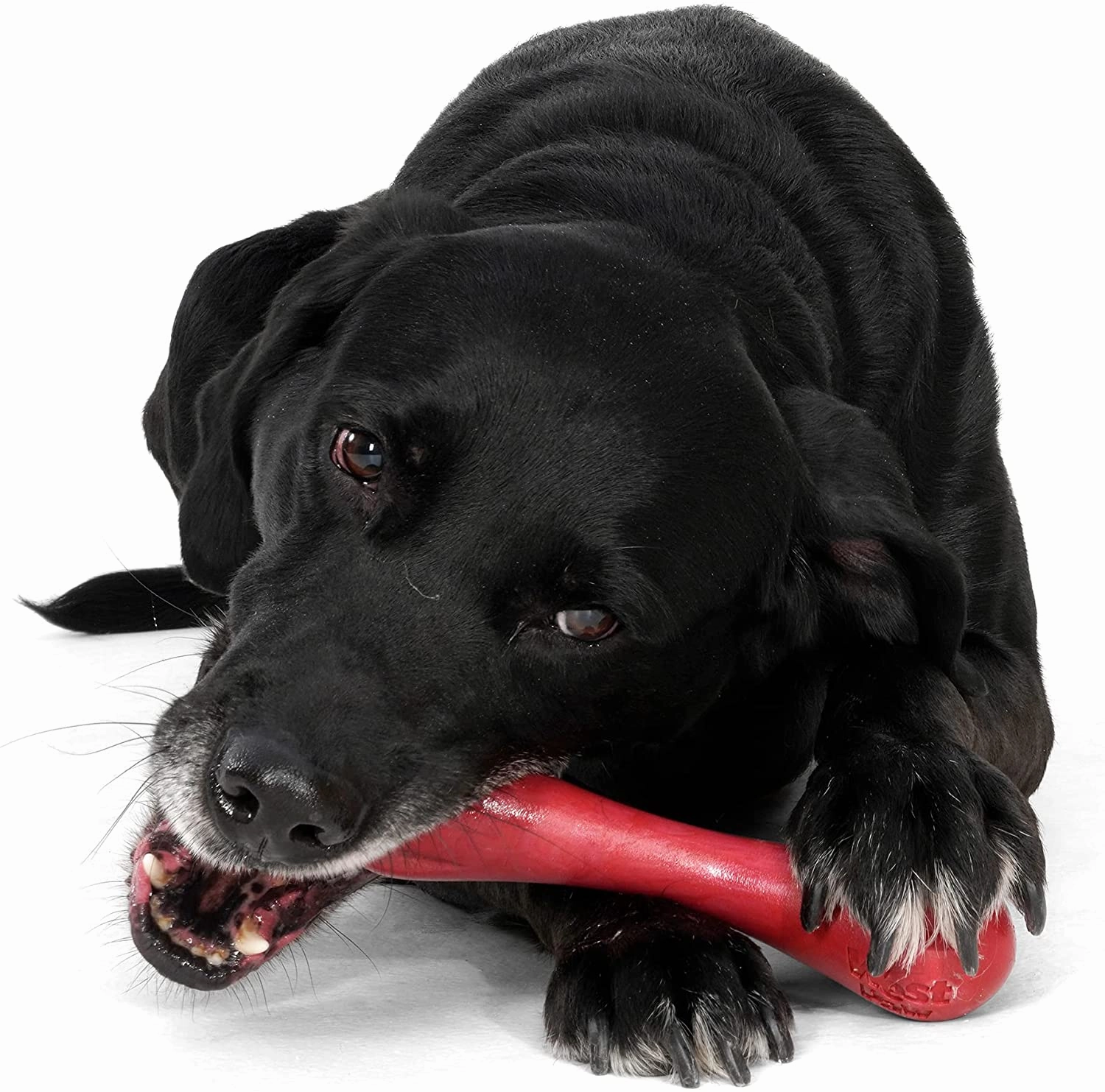 Hurley Dog Bone Chew Toy