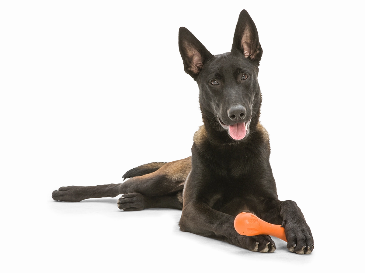 Hurley Dog Bone Chew Toy