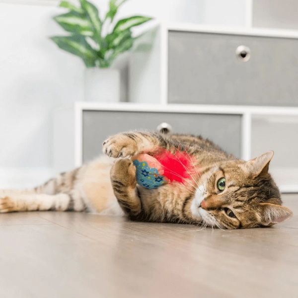 Huxley & Kent Jelly Roll & Meowchewits Cat Toy