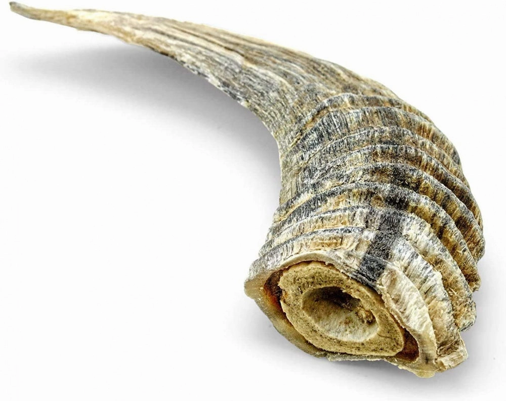Icelandic  Small Lamb Horn with Marrow Dog Treat