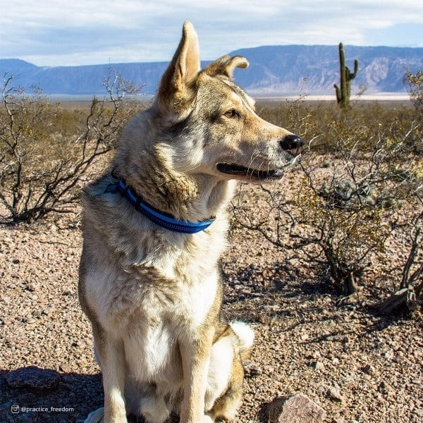 K9 Explorer Reflective Adjustable Dog Collar