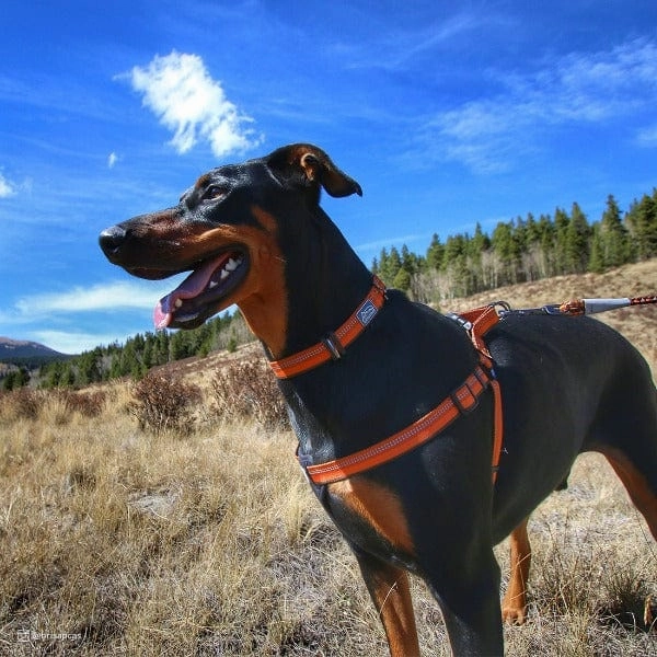 K9 Explorer Reflective Adjustable Dog Collar