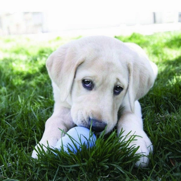 KONG Puppy Snacks