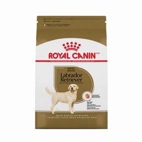 Labrador Retriever Adult