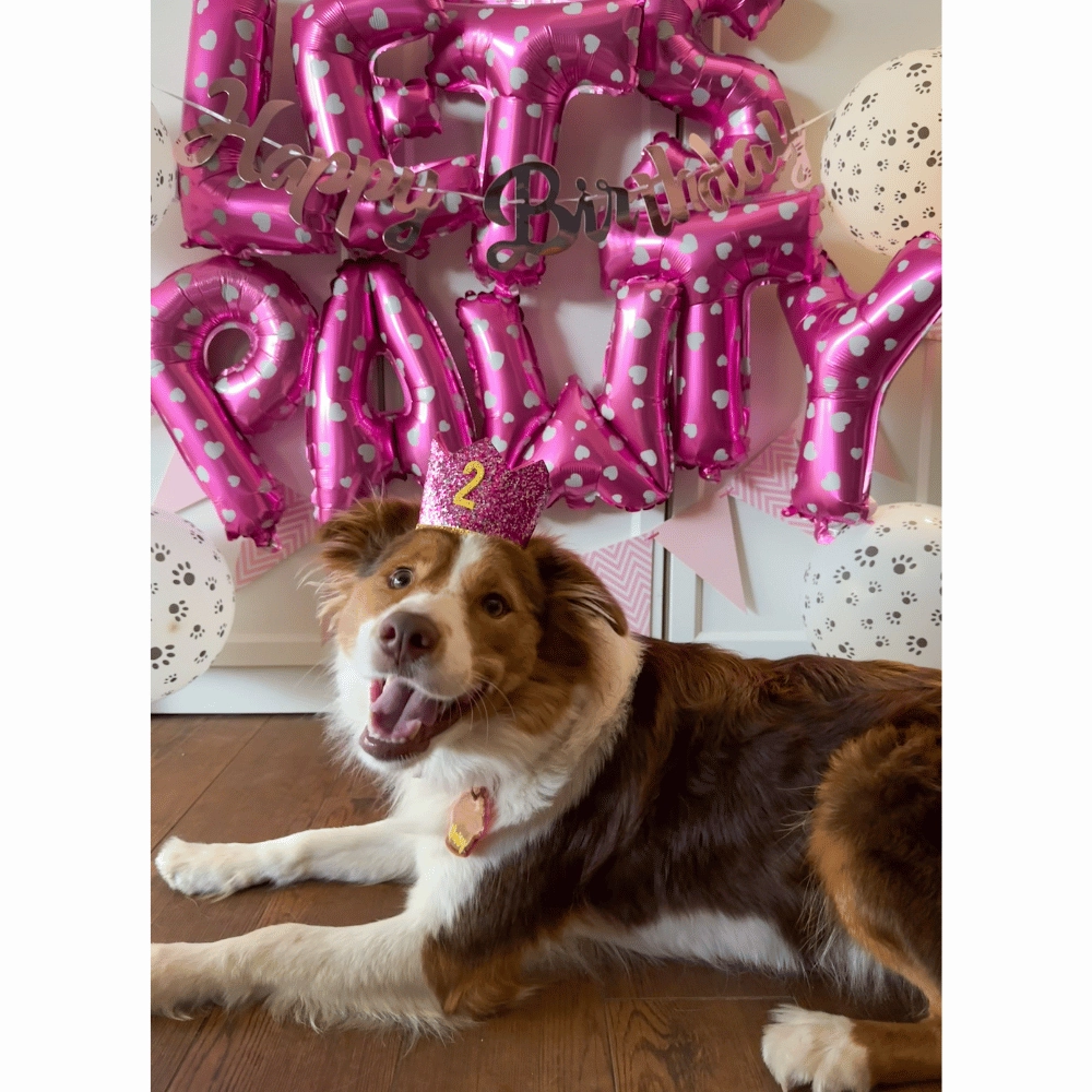 Lets Pawty Party Pack - Pink (34pcs)
